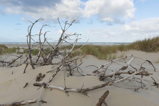 Dead branches in the sand dunes of the island Terschelling in Netherlands
