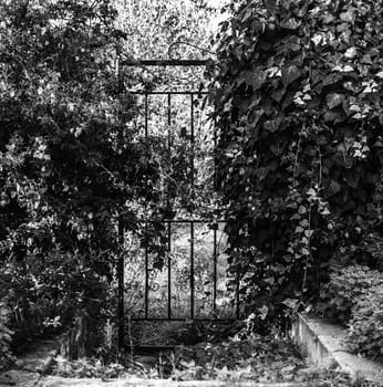 old iron gate in black and white in the middle of nature