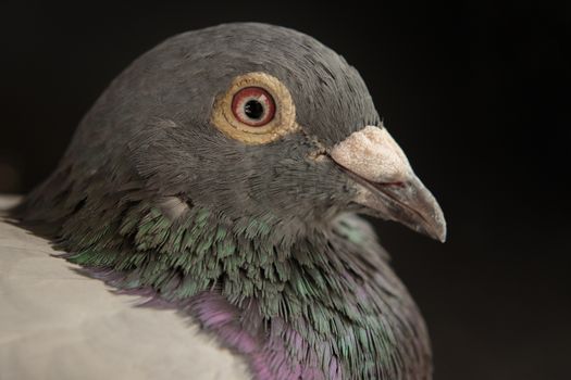 close up side view beautiful head shot of speed racing pigeon bird on gray background