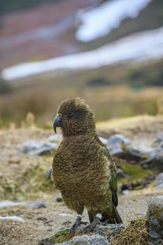 close up full body of kea bird ,alpine parrot in natural new zealand wilderness