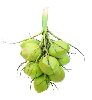 group of green coconut plant isolated white background