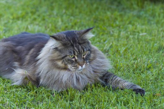 gray fluffy Maine Coon cat is lying on green grass