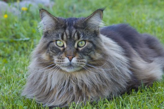 gray fluffy Maine Coon cat is lying on green grass