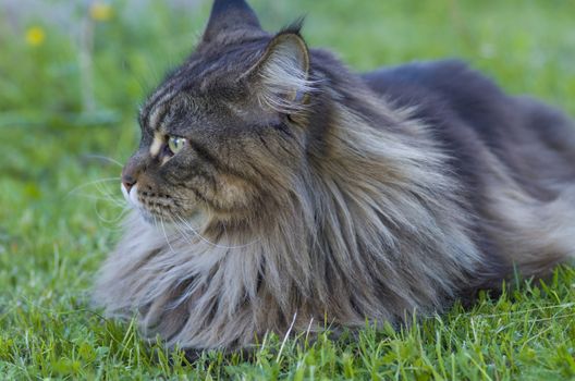gray fluffy Maine Coon cat is lying on green grass