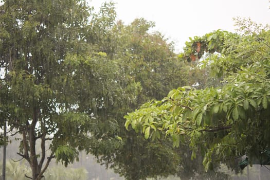 rain in the forest, the natural background and texture