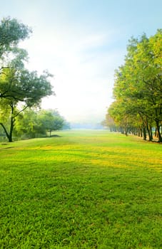 beautiful morning light in public park with green grass field and green fresh tree plant perspective to copy space for multipurpose vertical form