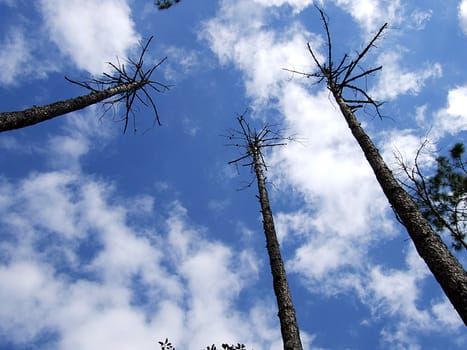 Blue sky with clouds and trees background