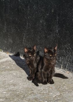 Two black kitten basking in the sun near a black wall