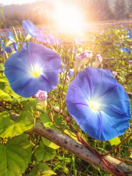 Blue morning glory flowers with flare light background in the morning
