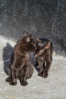 Two black kittens around a black wall