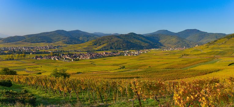 France, Haut-Rhin, 68, Alsace Wine Route, Kaysersberg, the vineyard, the Sainte-Croix church and the keep of the imperial castle