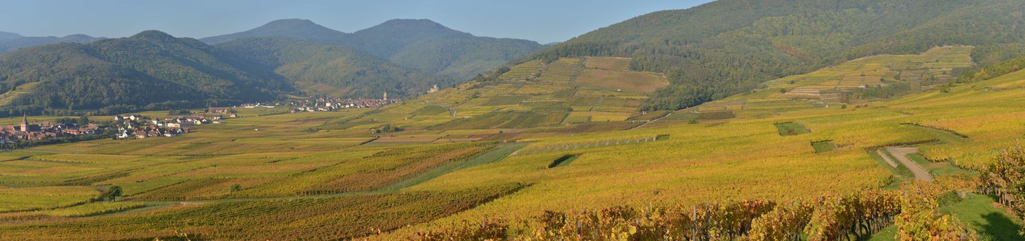 France, Haut-Rhin, 68, Alsace Wine Route, Kaysersberg, the vineyard, the Sainte-Croix church and the keep of the imperial castle