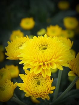 Yellow Chrysanthemum Flowers close-up