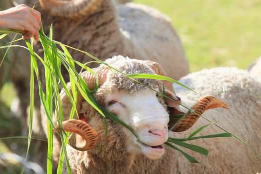 hand feeding ruzi grass for merino sheep in farm