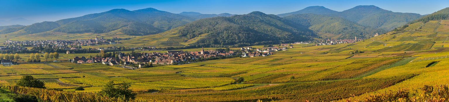 France, Haut-Rhin, 68, Alsace Wine Route, Kaysersberg, the vineyard, the Sainte-Croix church and the keep of the imperial castle