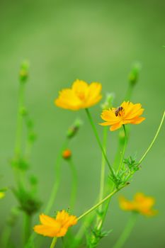 honey bee on yellow cosmos flowers with blurry background use as natural background,backdrop