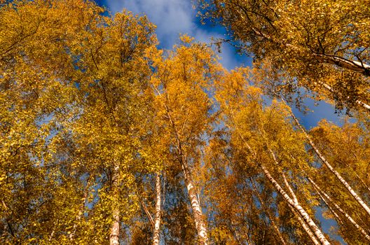 Autumn in the woods on a clear Sunny day