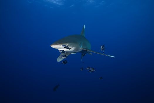 Dangerous big Shark Underwater safari Egypr Red Sea