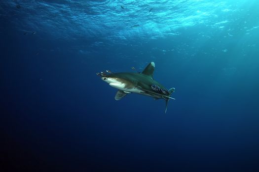 Dangerous big Shark Underwater safari Egypr Red Sea