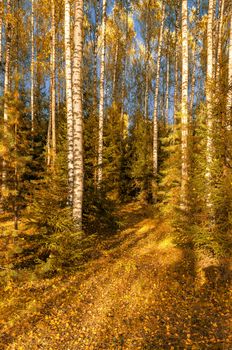 Autumn in the woods on a clear Sunny day