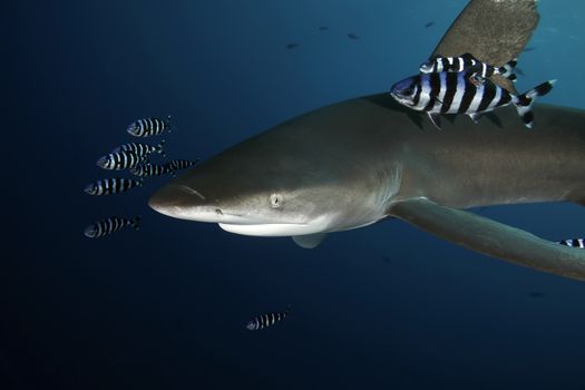 Dangerous big Shark Underwater safari Egypr Red Sea