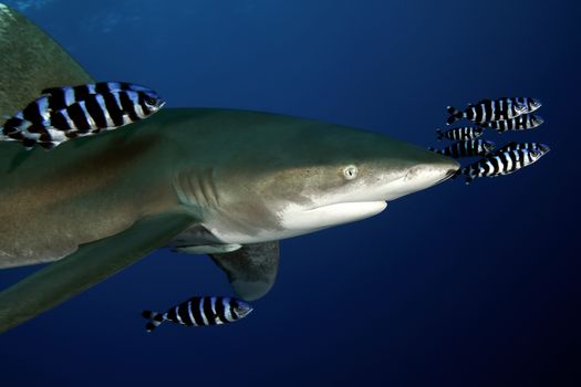 Dangerous big Shark Underwater safari Egypr Red Sea