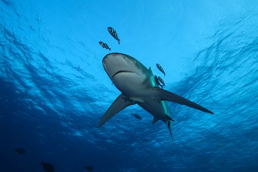 Dangerous big Shark Underwater safari Egypr Red Sea