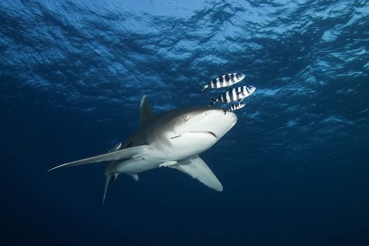 Dangerous big Shark Underwater safari Egypr Red Sea