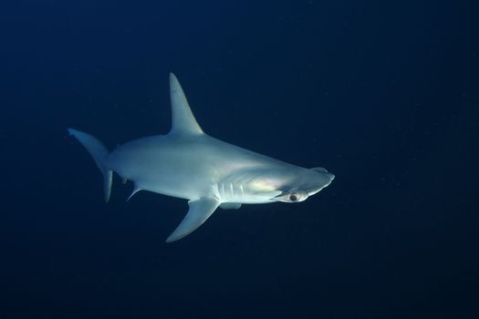 Dangerous big Shark Underwater safari Egypr Red Sea