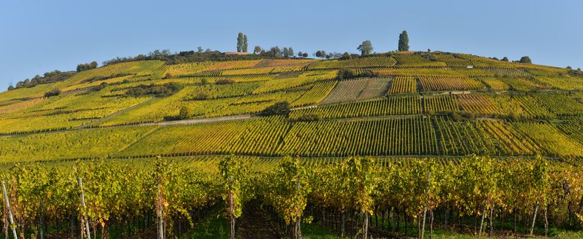 Wine Road, Vineyards of Alsace in France, Europe