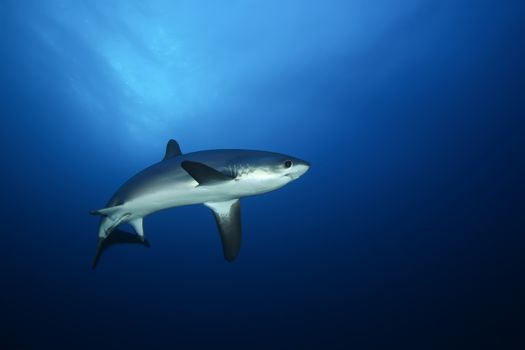 Dangerous big Shark Underwater safari Egypr Red Sea