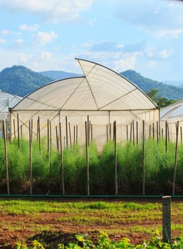 green house for arganic vegetable plant in clean agriculture industry