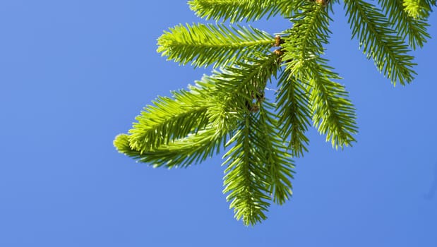 green spruce branches on a background of blue sky close-up