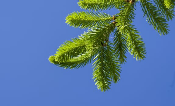 green spruce branches on a background of blue sky close-up