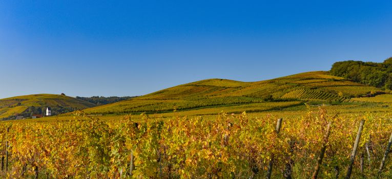 Wine Road, Vineyards of Alsace in France, Europe