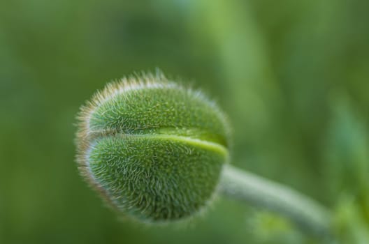 spiny green bud close-up on a background of foliage