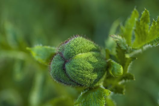spiny green bud close-up on a background of foliage