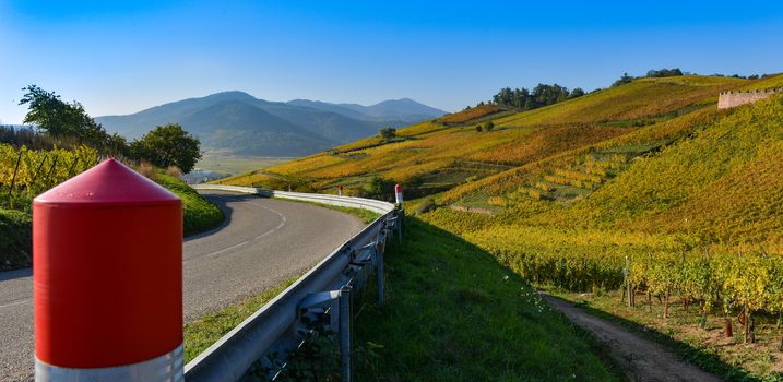 Wine Road, Vineyards of Alsace in France, Europe