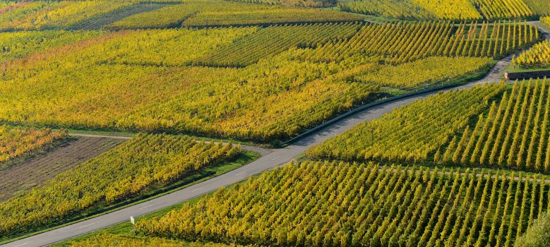 Wine Road, Vineyards of Alsace in France, Europe