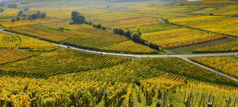 Wine Road, Vineyards of Alsace in France, Europe