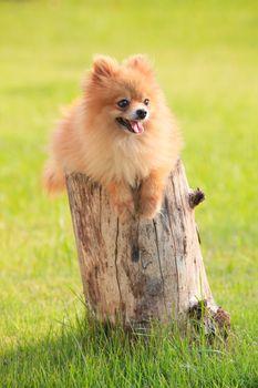 lovely and funny relaxing emotion of pomeranian puppy dog lying on died tree stump with beautiful lighting  green grass floor