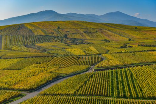 Wine Road, Vineyards of Alsace in France, Europe