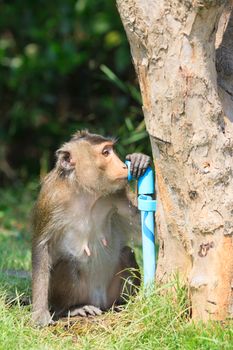 monkey drinking clean water from tube for lovely and animals in wild theme