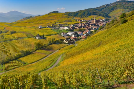 Niedermorschwih, Alsatian vineyards, Alsace, France, Europe, Autumn, Mountain,