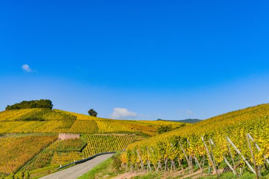 Wine Road, Vineyards of Alsace in France, Europe