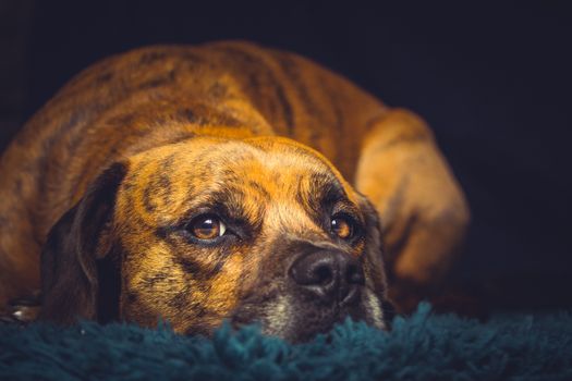 Cute Sad Dog laying on rug facing camera