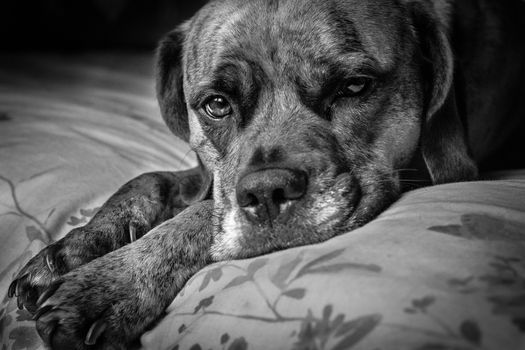 Cute Sad Dog laid on bed