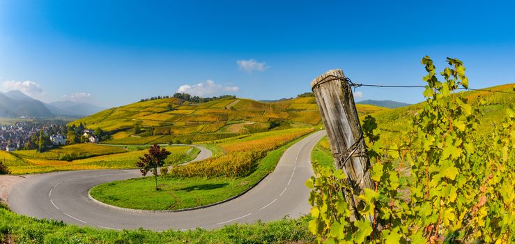 Wine Road, Vineyards of Alsace in France, Europe