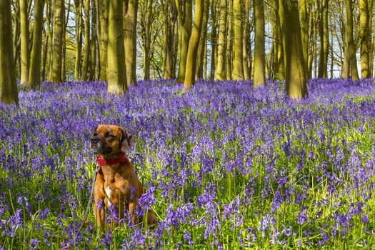 Cute Dog sat in bluebell woodland to left of frame