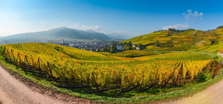 Wine Road, Vineyards of Alsace in France, Europe